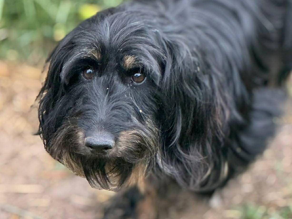 Adotta il cane AFRA a Firenze