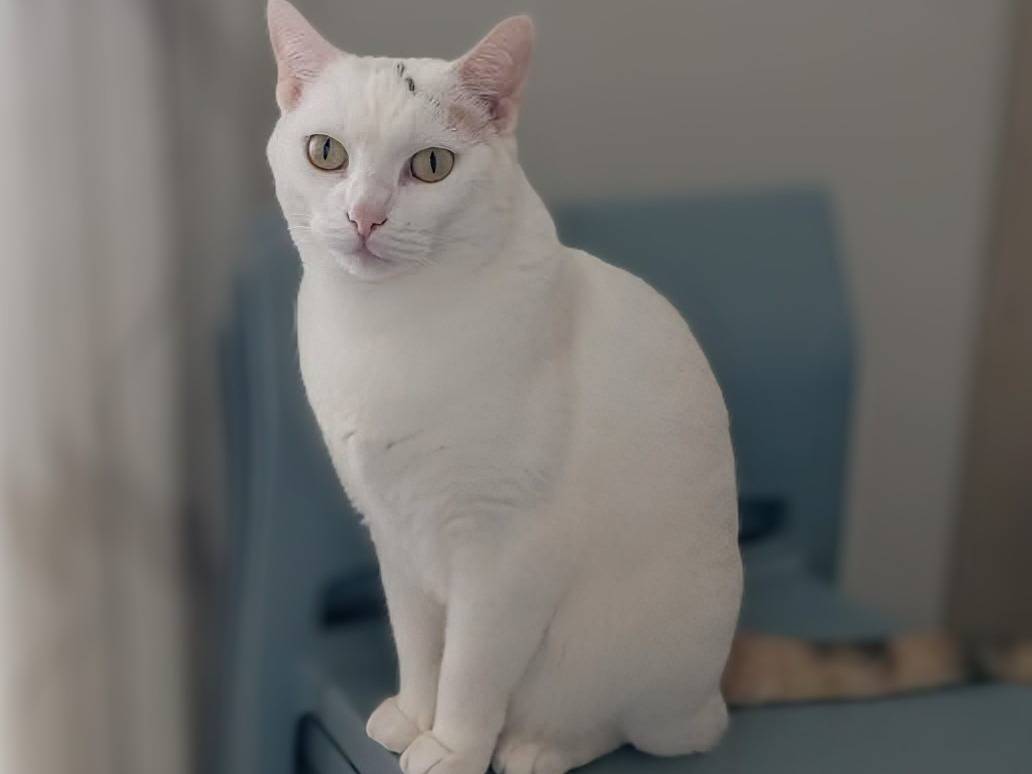 Adozione gatto, femmina, Razza sconosciuta Razza sconosciuta, 6 anni e 1 mese, taglia non valida, Brescia