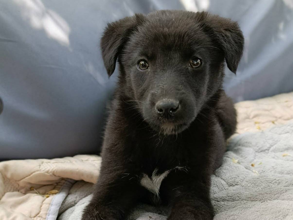 Adozione cane, femmina, Razza sconosciuta Razza sconosciuta, 3 mesi, taglia media contenuta, Firenze