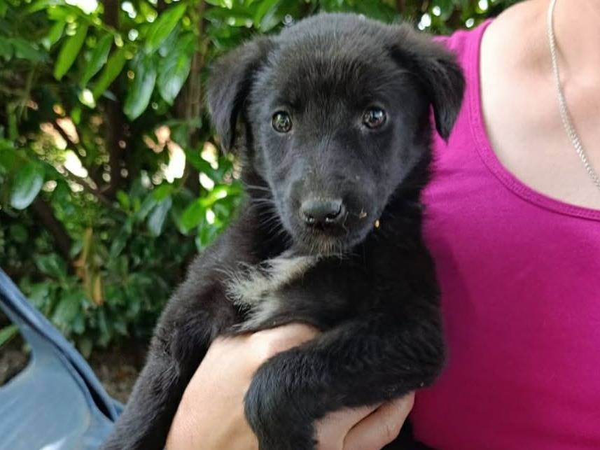Adotta un cane, femmina, 3 mesi, Firenze