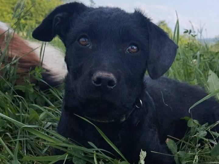 Vuoi adottare un cane a Firenze?