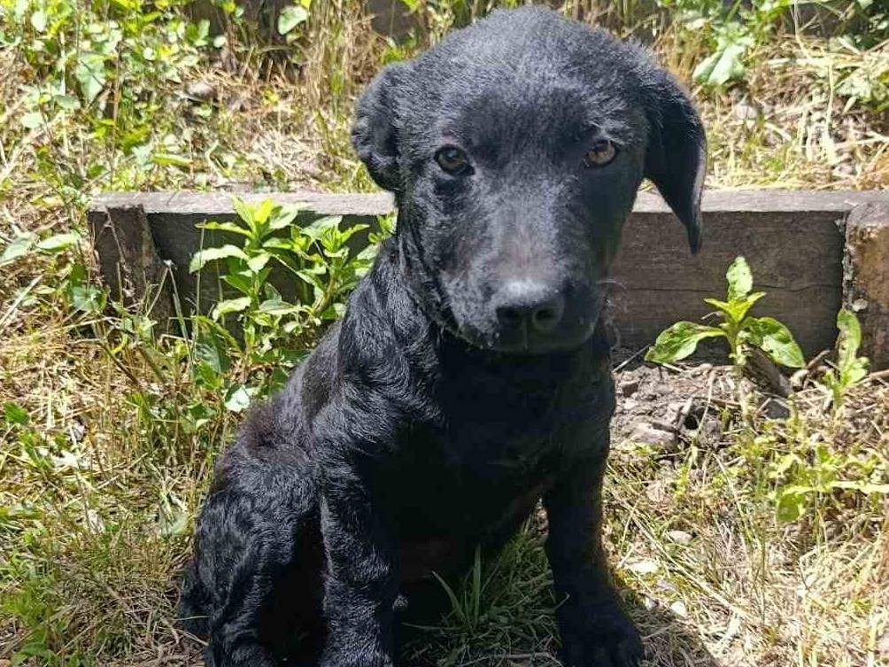 Adotta un cane, taglia media contenuta, femmina, Firenze