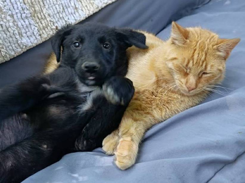 Adotta il cane MARA e MIA a Firenze