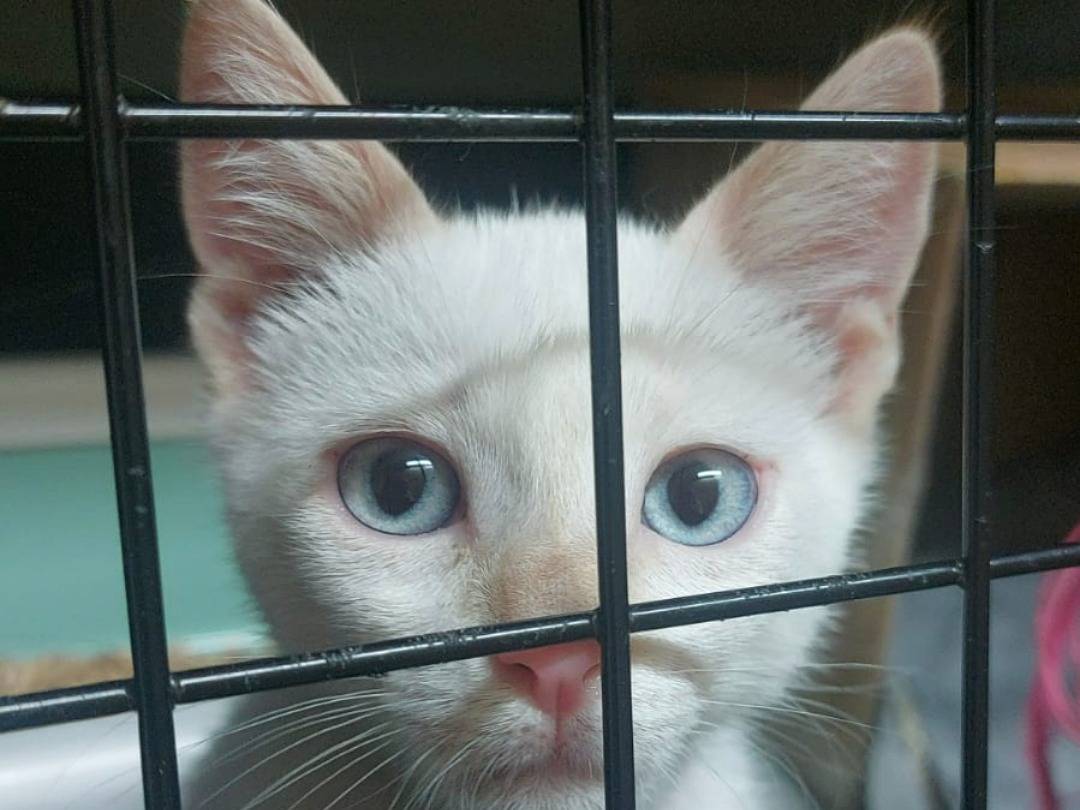 Adozione gatto, maschio, Siamese Razza sconosciuta, 2 mesi, taglia non valida, Monza