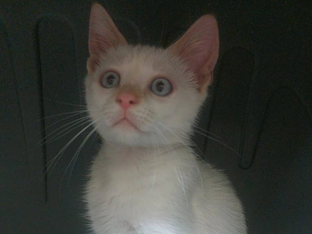 Adotta un gatto, maschio, 2 mesi, Monza