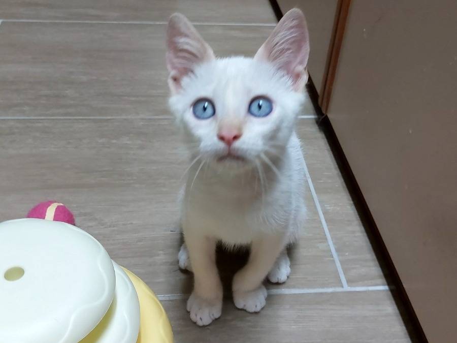 Adotta un gatto, taglia non valida, maschio, Monza