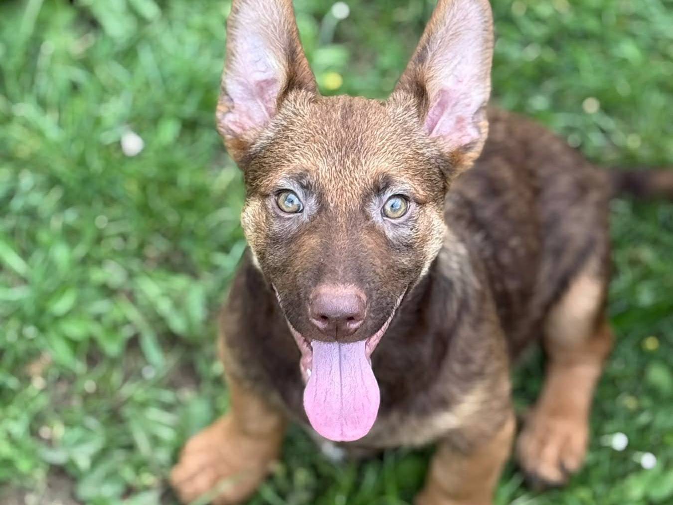 Adozione cane, maschio, Razza sconosciuta Razza sconosciuta, 4 mesi, taglia media, Firenze