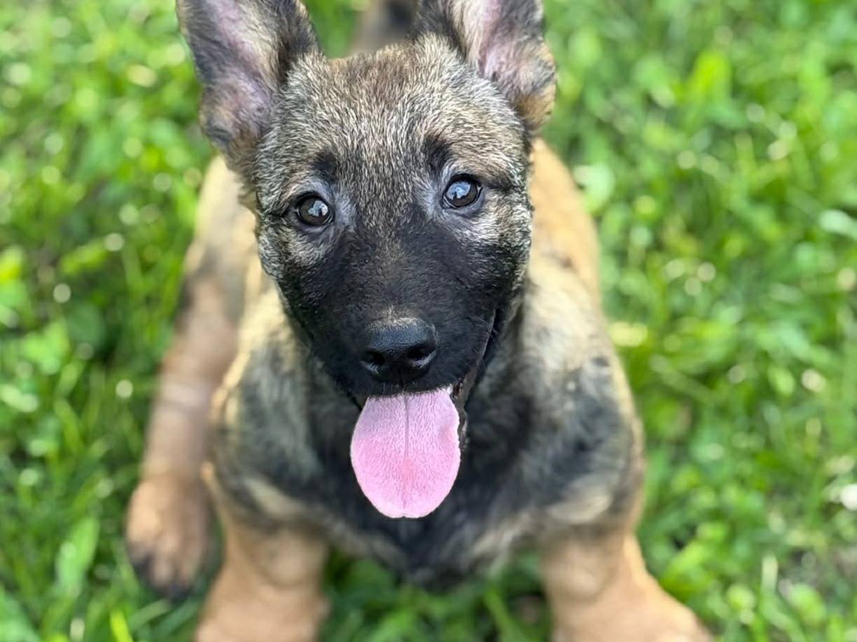 Adotta un cane, maschio, 4 mesi, Firenze
