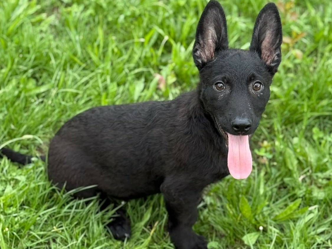 Adotta un cane, taglia media, maschio, Firenze
