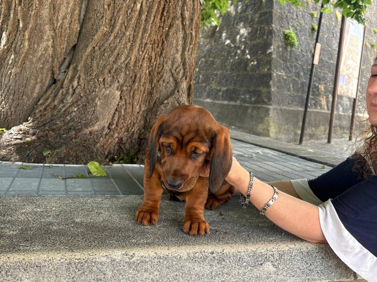 Adozione cane, femmina, Razza sconosciuta Razza sconosciuta, 3 mesi, taglia media, Frosinone