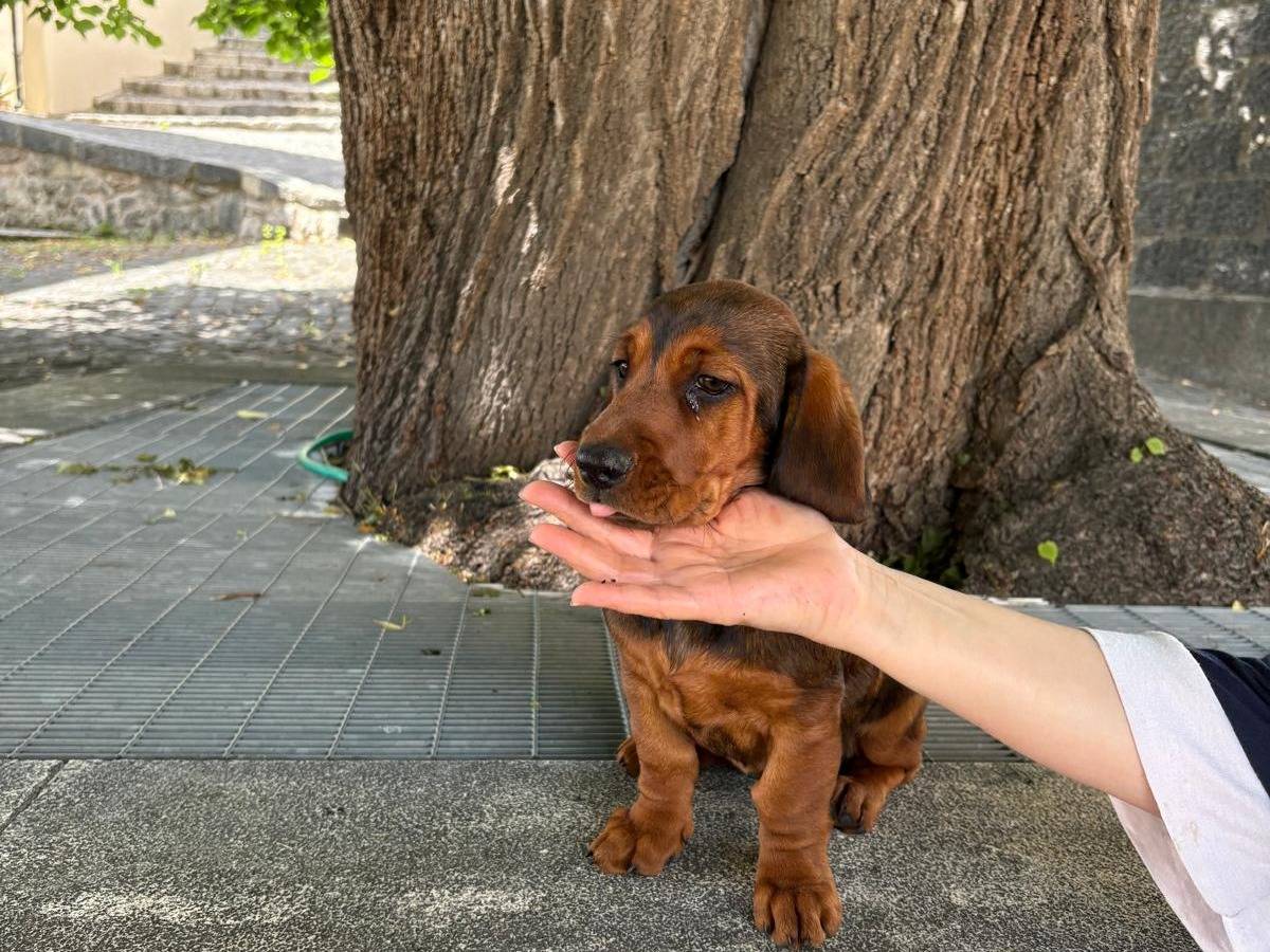 Adotta un cane, femmina, 3 mesi, Frosinone
