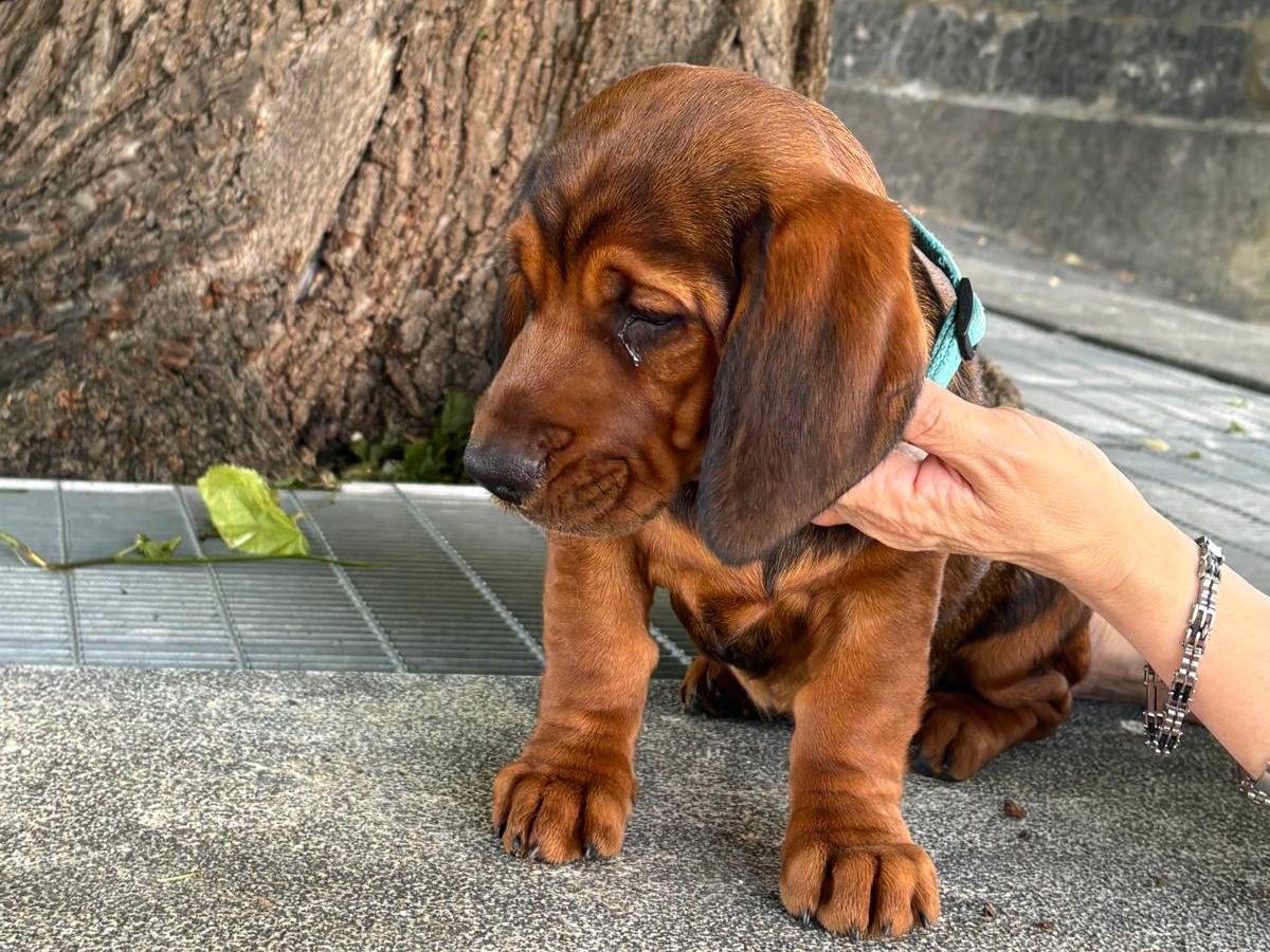 Adotta un cane, taglia media, femmina, Frosinone