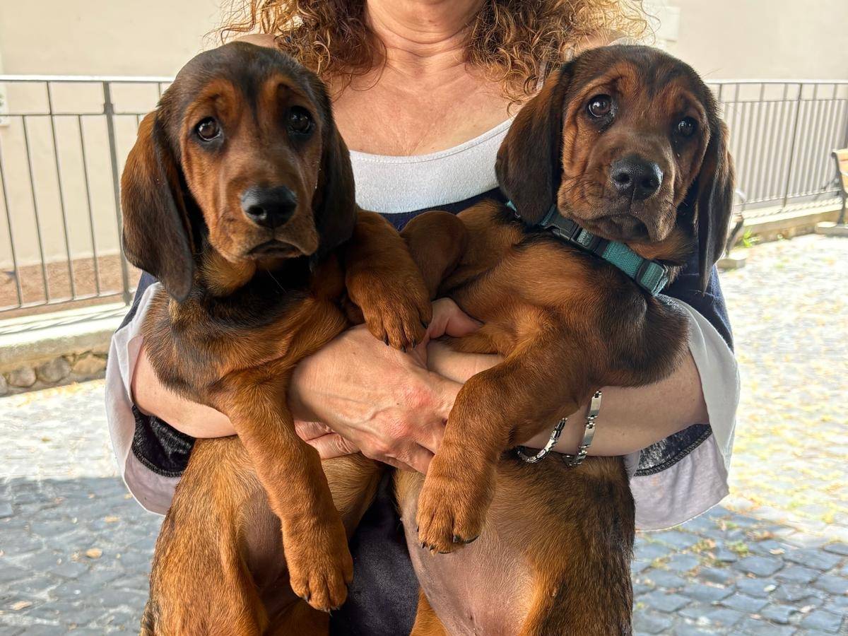 Vuoi adottare un cane a Frosinone?