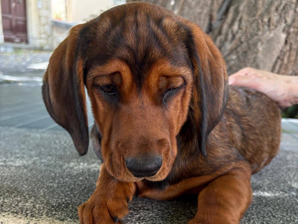 Adozione cane, femmina, Razza sconosciuta Razza sconosciuta, 3 mesi, taglia media, Frosinone