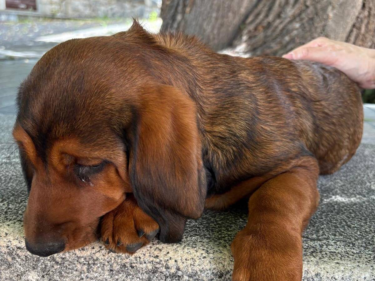 Adotta un cane, femmina, 3 mesi, Frosinone
