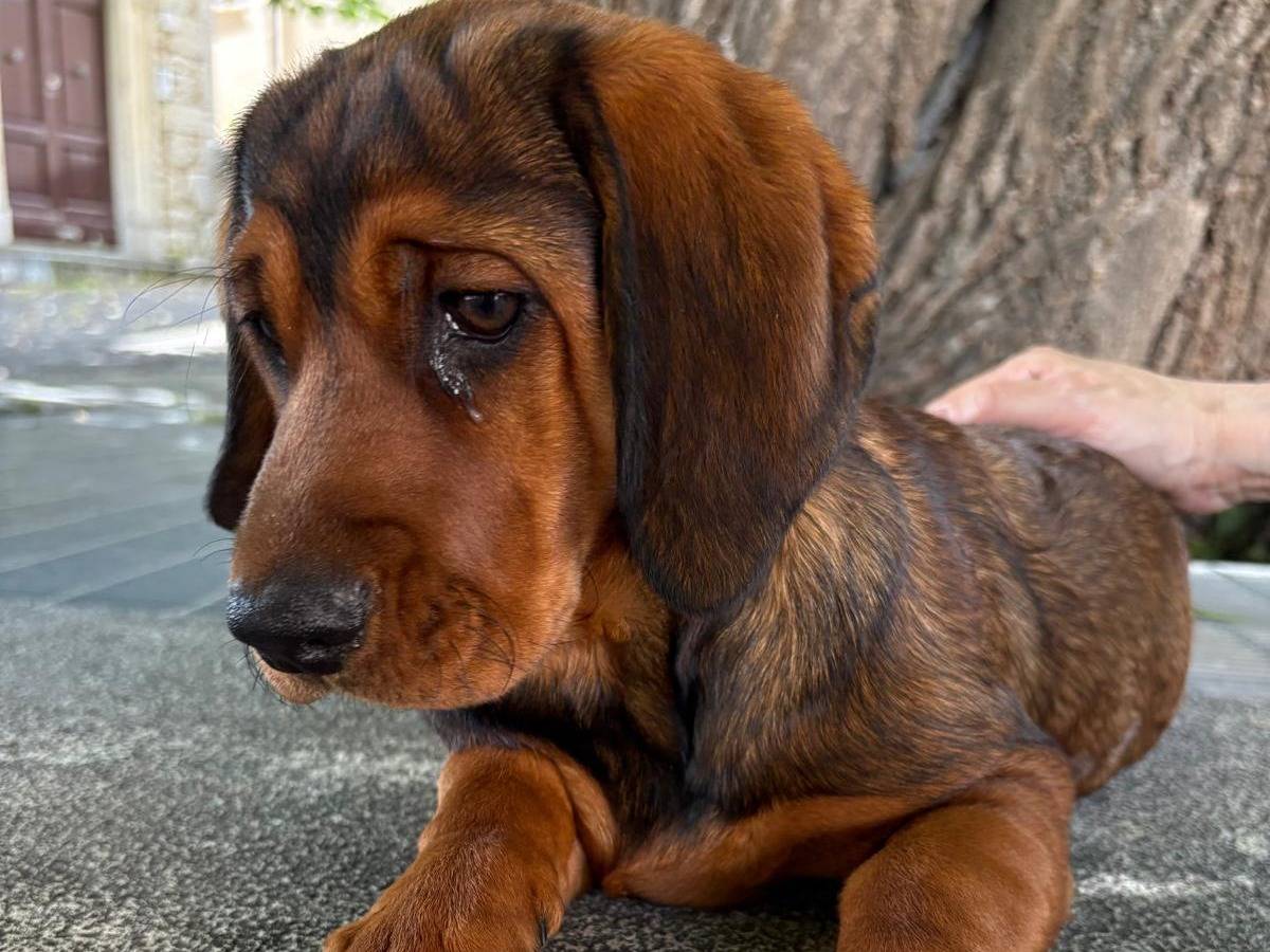 Adotta un cane, taglia media, femmina, Frosinone
