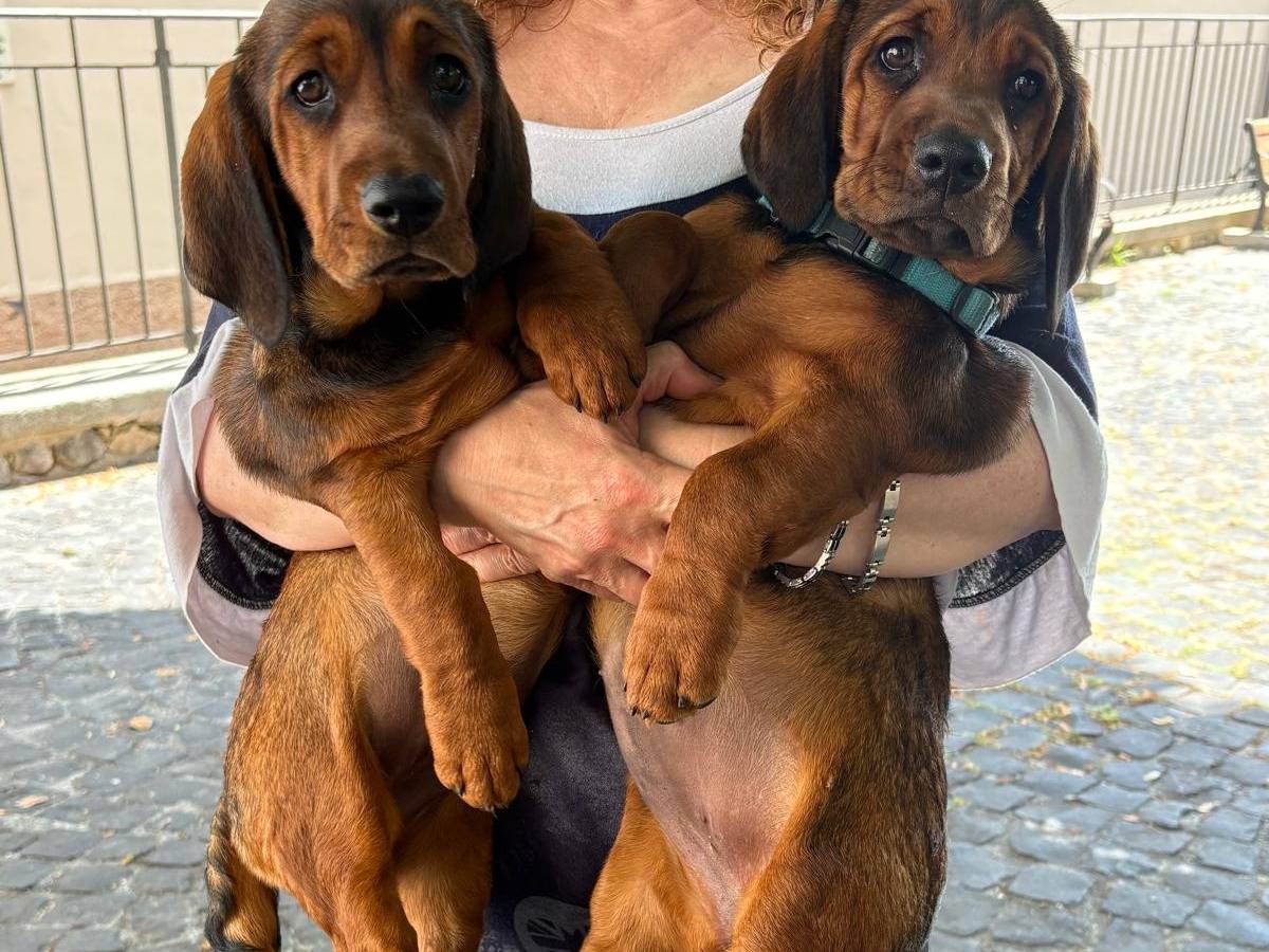 Vuoi adottare un cane a Frosinone?