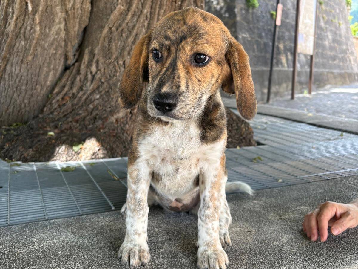 Adozione cane, femmina, Razza sconosciuta Razza sconosciuta, 3 mesi, taglia media, Frosinone