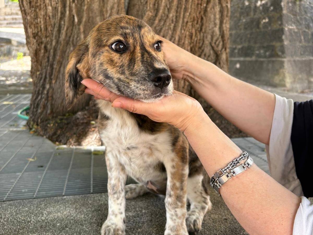 Adotta un cane, femmina, 3 mesi, Frosinone