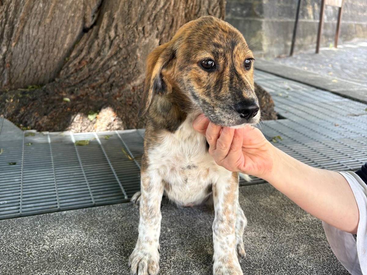 Adotta un cane, taglia media, femmina, Frosinone