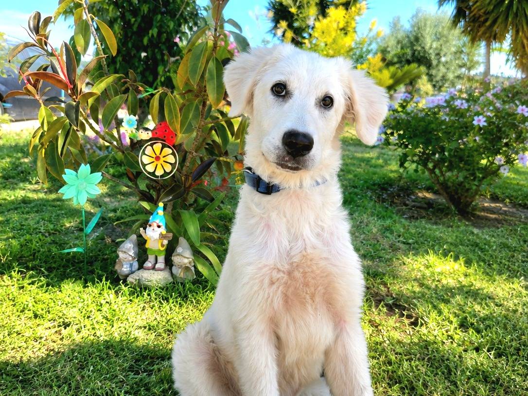 Adozione cane, femmina, Razza sconosciuta Razza sconosciuta, 5 mesi, taglia media, Siracusa