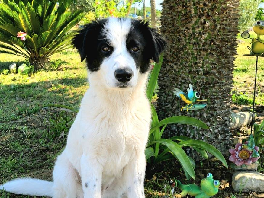 Adozione cane, maschio, Razza sconosciuta Razza sconosciuta, 4 mesi, taglia media, Siracusa