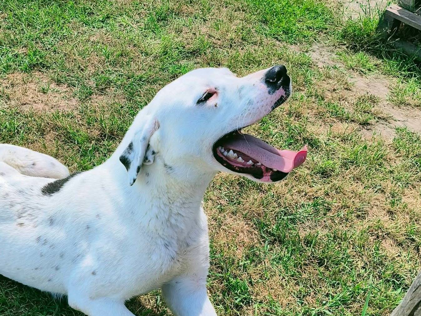 Adozione cane, maschio, Dalmata Dogo Argentino, 1 anno e 6 mesi, taglia media, Latina