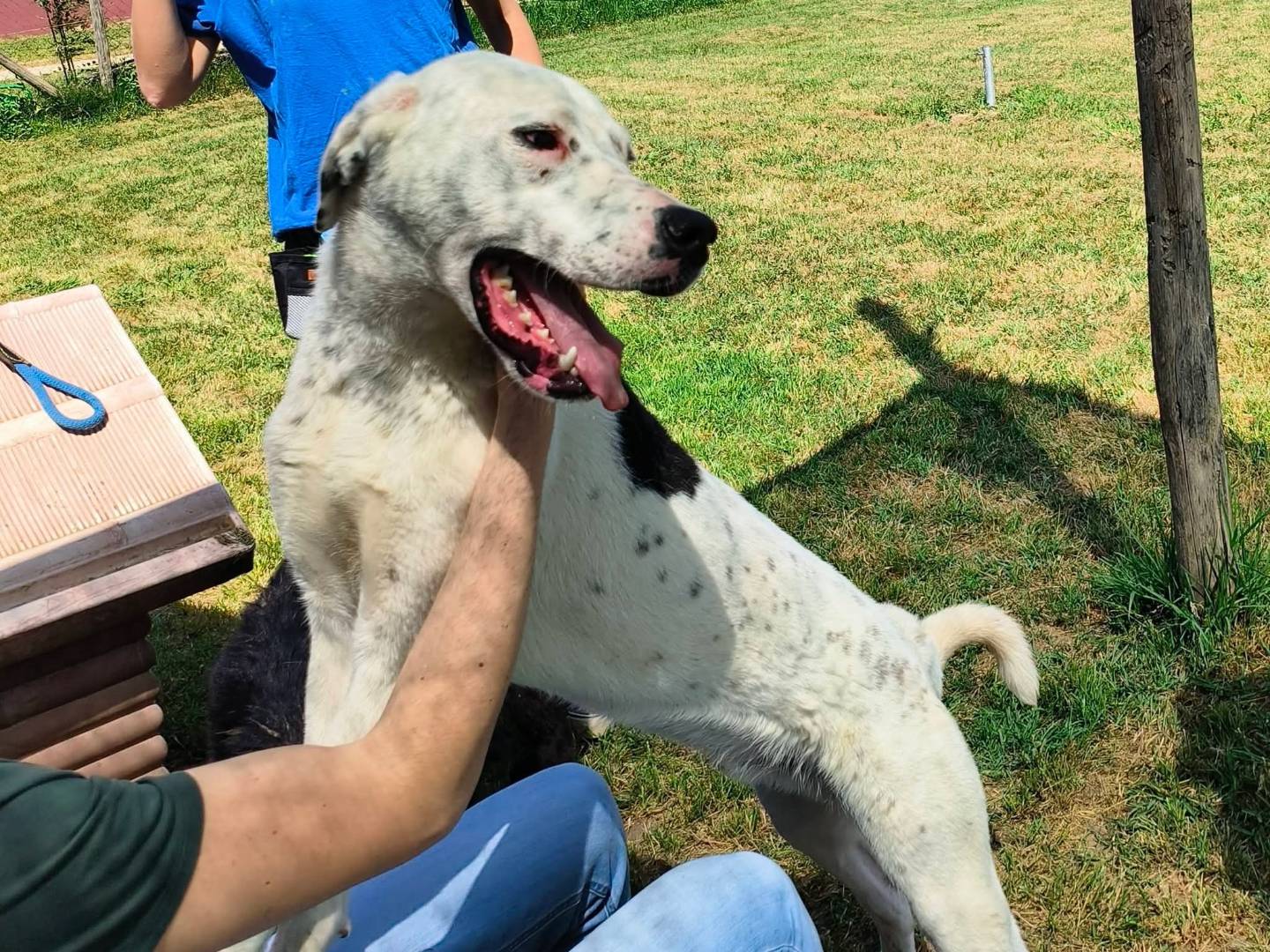 Adotta un cane, maschio, 1 anno e 6 mesi, Latina