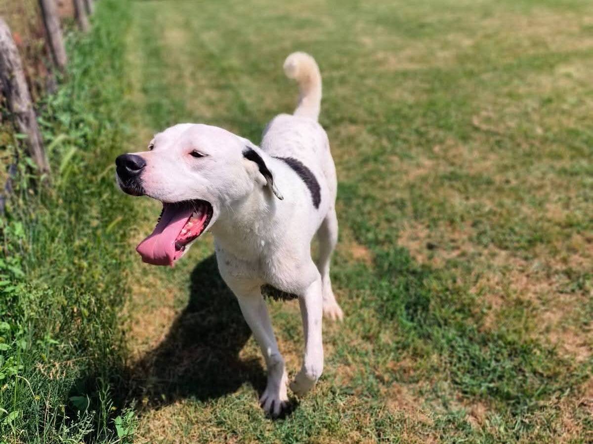 Adotta un cane, taglia media, maschio, Latina