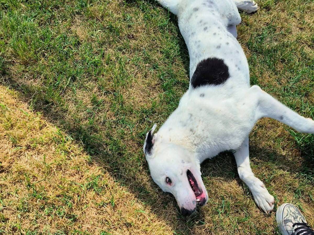 Adotta il cane Rosario a Latina