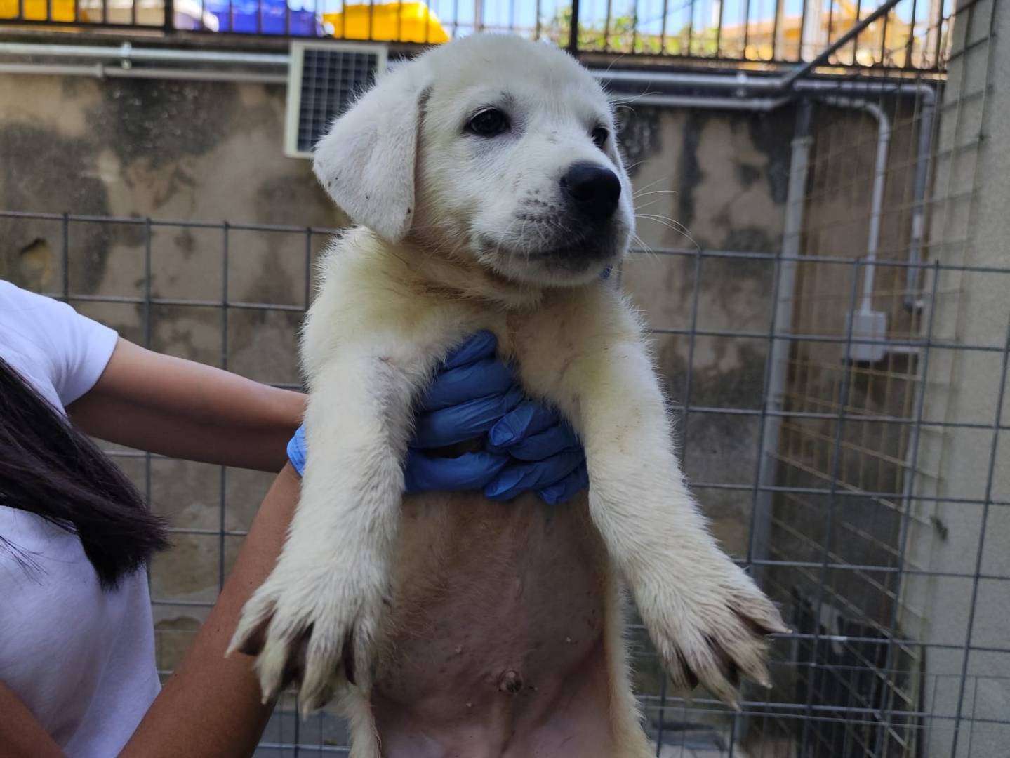 Adotta un cane, femmina, 2 mesi, Palermo