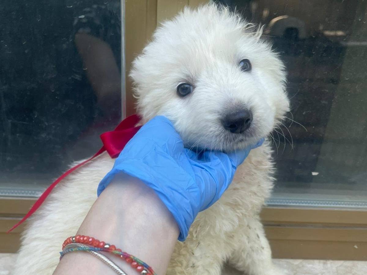 Adozione cane, femmina, Razza sconosciuta Razza sconosciuta, 2 mesi, taglia media, Palermo