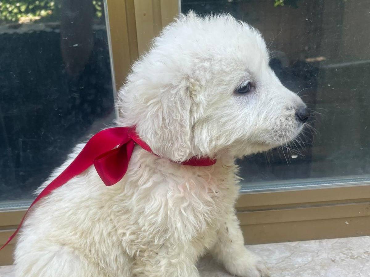 Adotta un cane, femmina, 2 mesi, Palermo