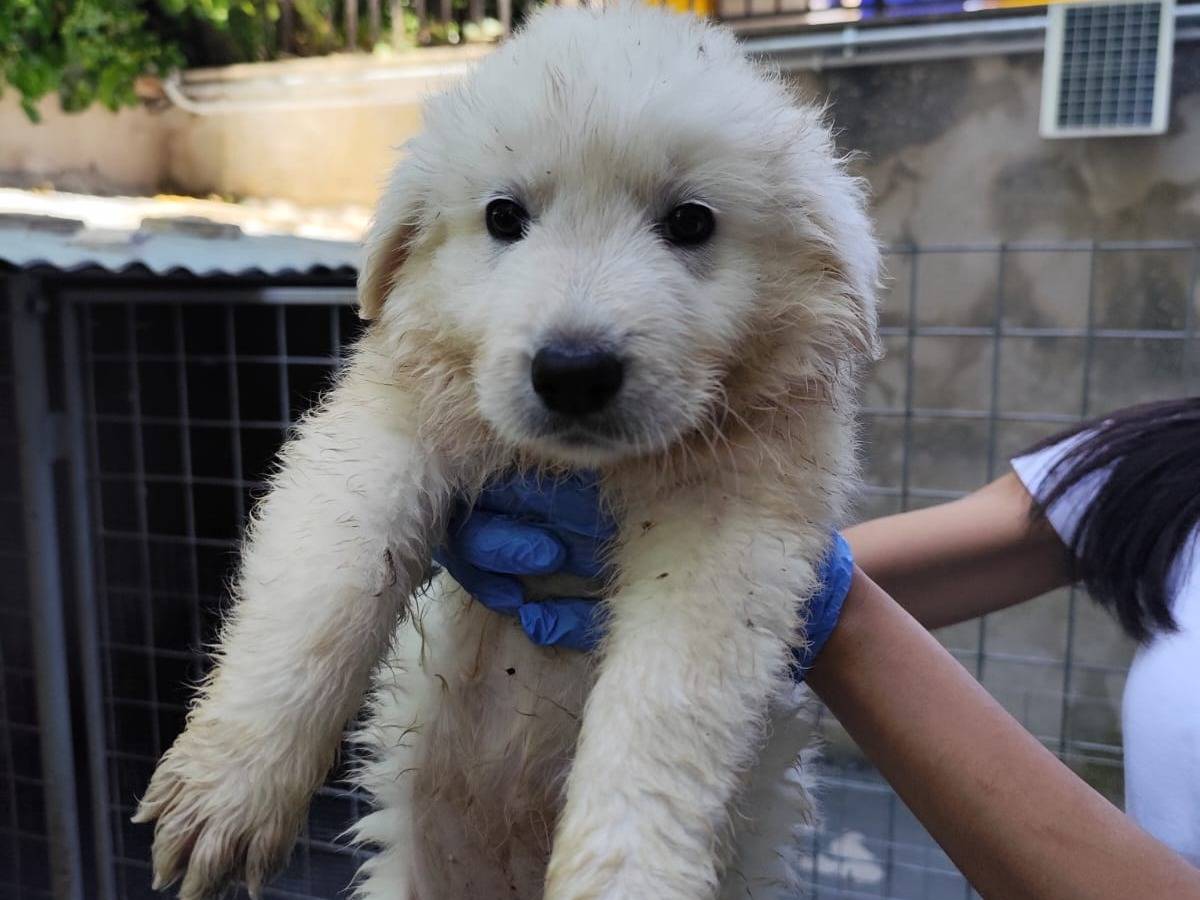 Adotta un cane, taglia media, femmina, Palermo