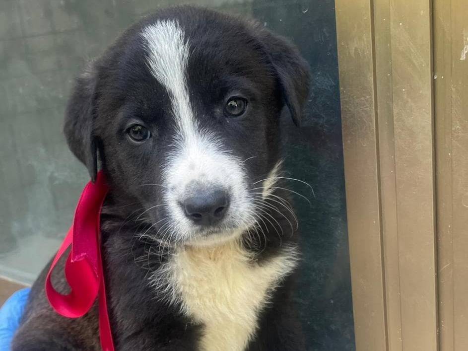 Adozione cane, femmina, Razza sconosciuta Razza sconosciuta, 2 mesi, taglia media, Palermo