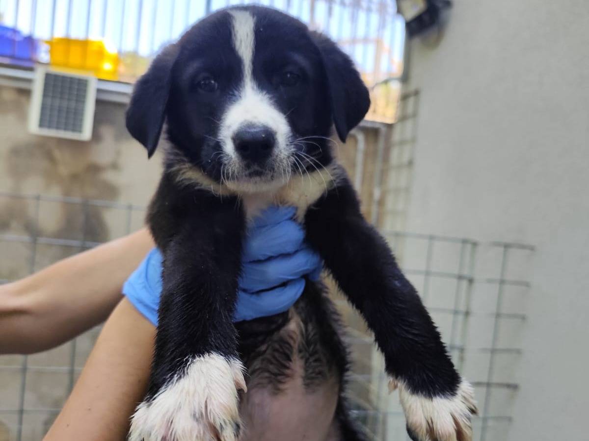 Adotta un cane, femmina, 2 mesi, Palermo