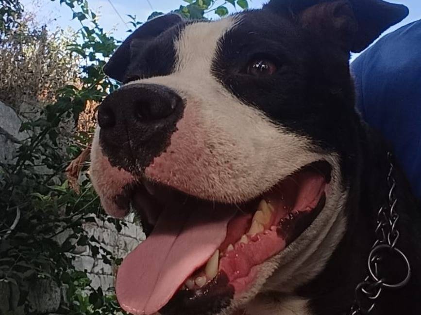 Adotta un cane, maschio, 5 anni e 6 mesi, Siracusa