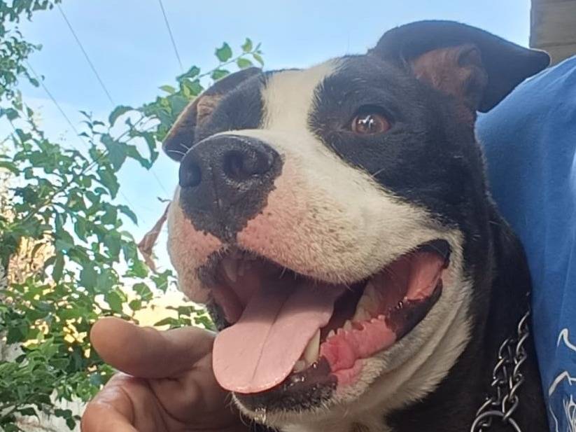 Adozione cane, maschio, Pitbull Razza sconosciuta, 5 anni e 6 mesi, taglia grande, Siracusa