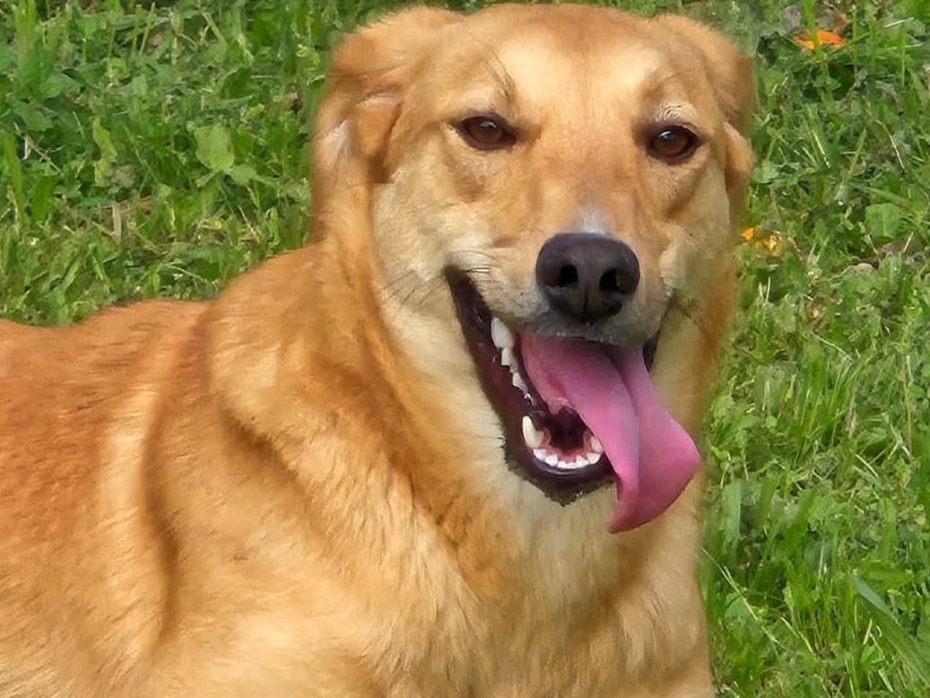 Adozione cane, femmina, Razza sconosciuta Razza sconosciuta, 2 anni e 5 mesi, taglia media, Siracusa