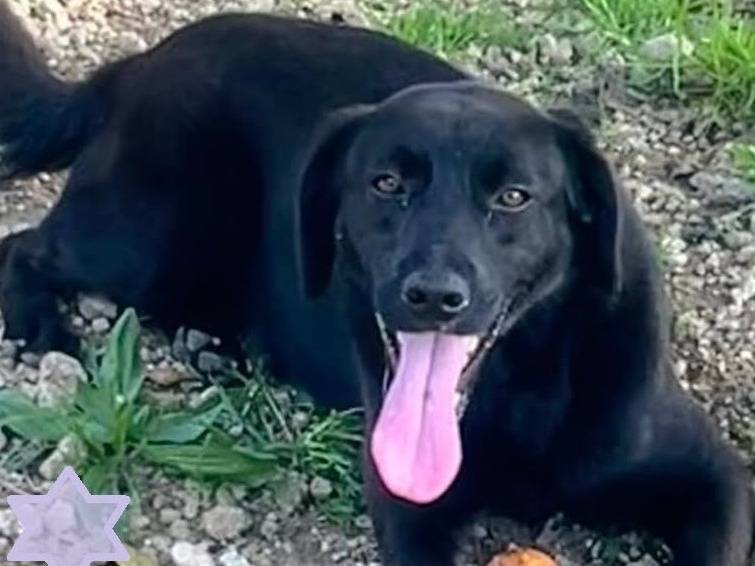 Adozione cane, femmina, Razza sconosciuta Razza sconosciuta, 2 anni e 5 mesi, taglia media, Siracusa