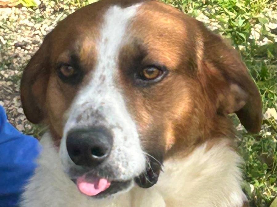 Adozione cane, maschio, Razza sconosciuta Razza sconosciuta, 2 anni e 9 mesi, taglia gigante, Siracusa
