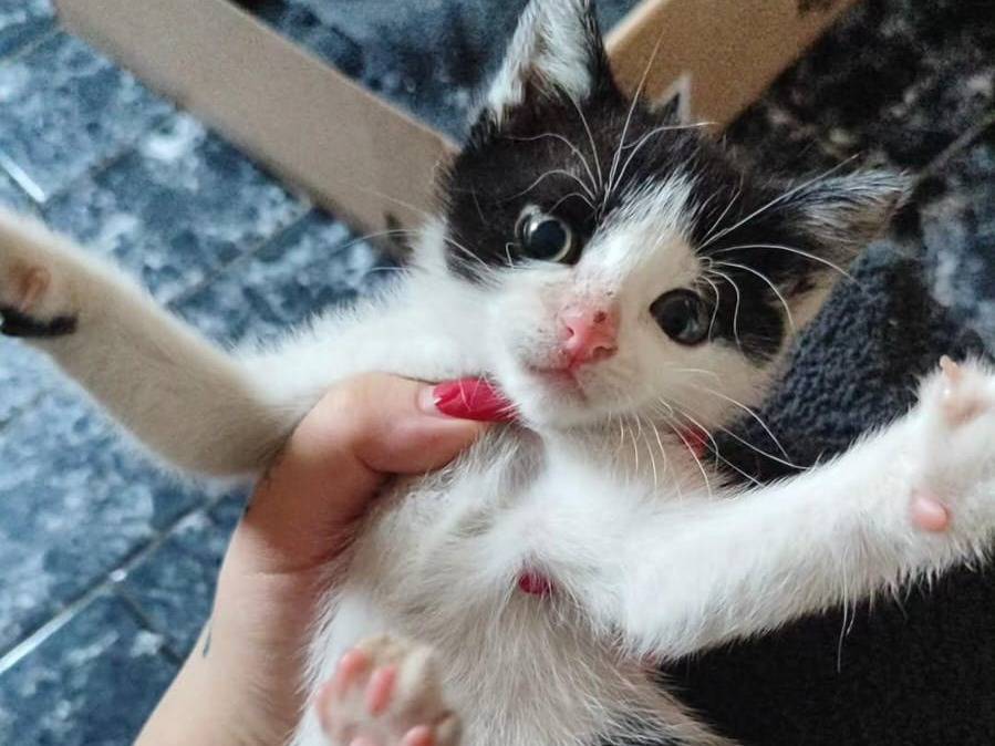Adozione gatto, femmina, Razza sconosciuta Razza sconosciuta, 2 mesi, taglia non valida, Padova