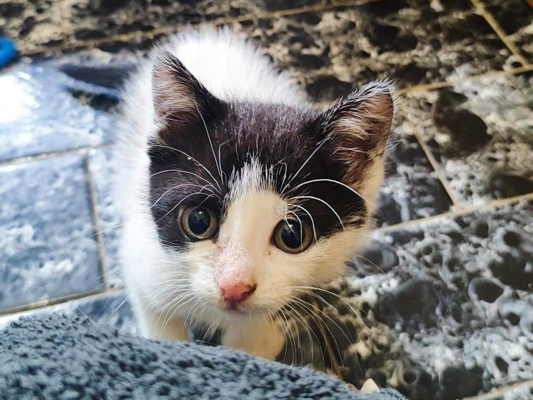 Adotta un gatto, femmina, 2 mesi, Padova