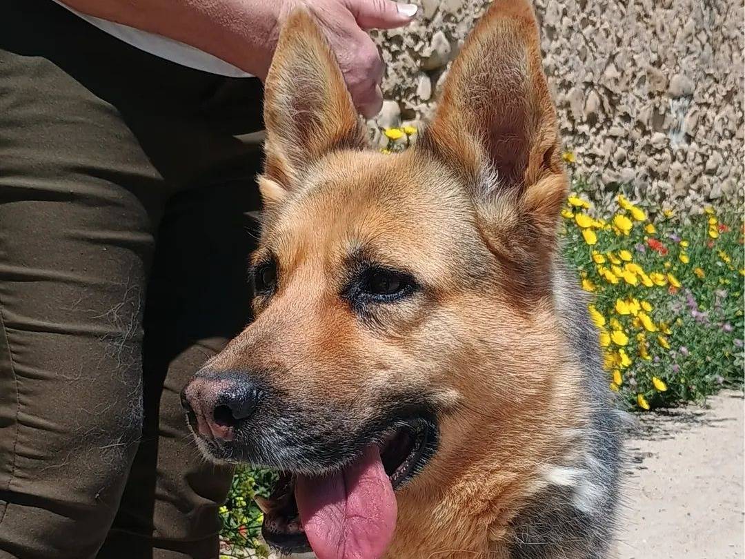 Adotta un cane, femmina, 7 anni e 5 mesi, Ragusa