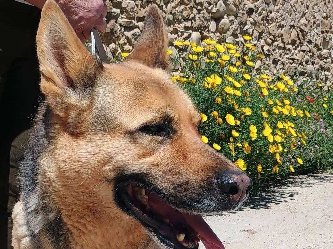 Adotta un cane, taglia grande, femmina, Ragusa