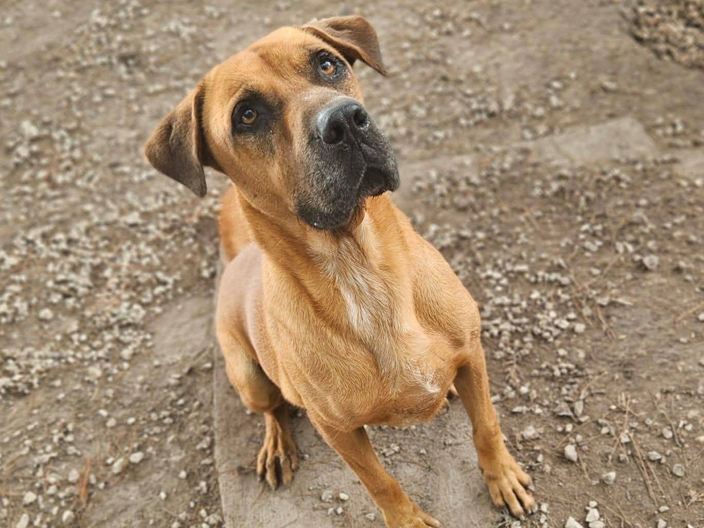 Adozione cane, maschio, Corso Razza sconosciuta, 6 anni e 5 mesi, taglia gigante, Ragusa