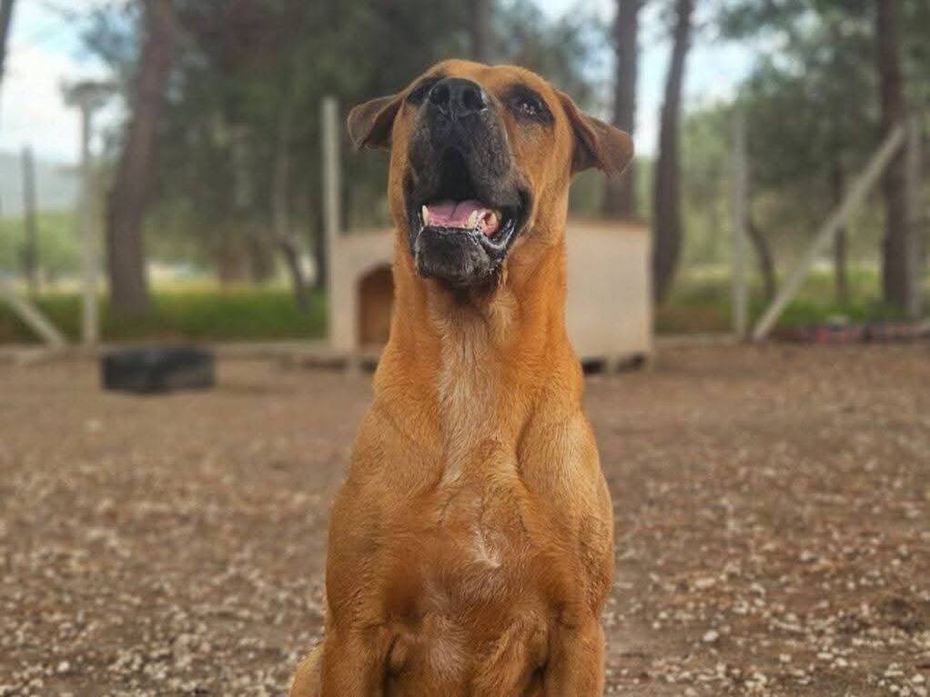 Adotta un cane, maschio, 6 anni e 5 mesi, Ragusa