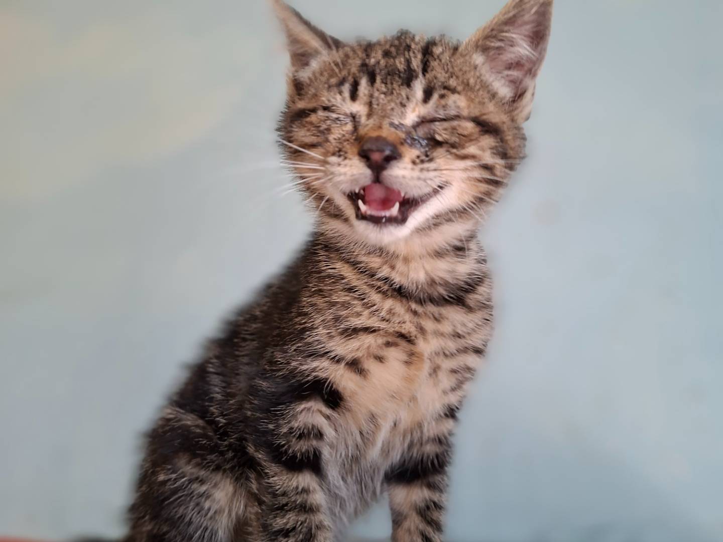 Adozione gatto, maschio, Razza sconosciuta Razza sconosciuta, 2 mesi, taglia non valida, Asti