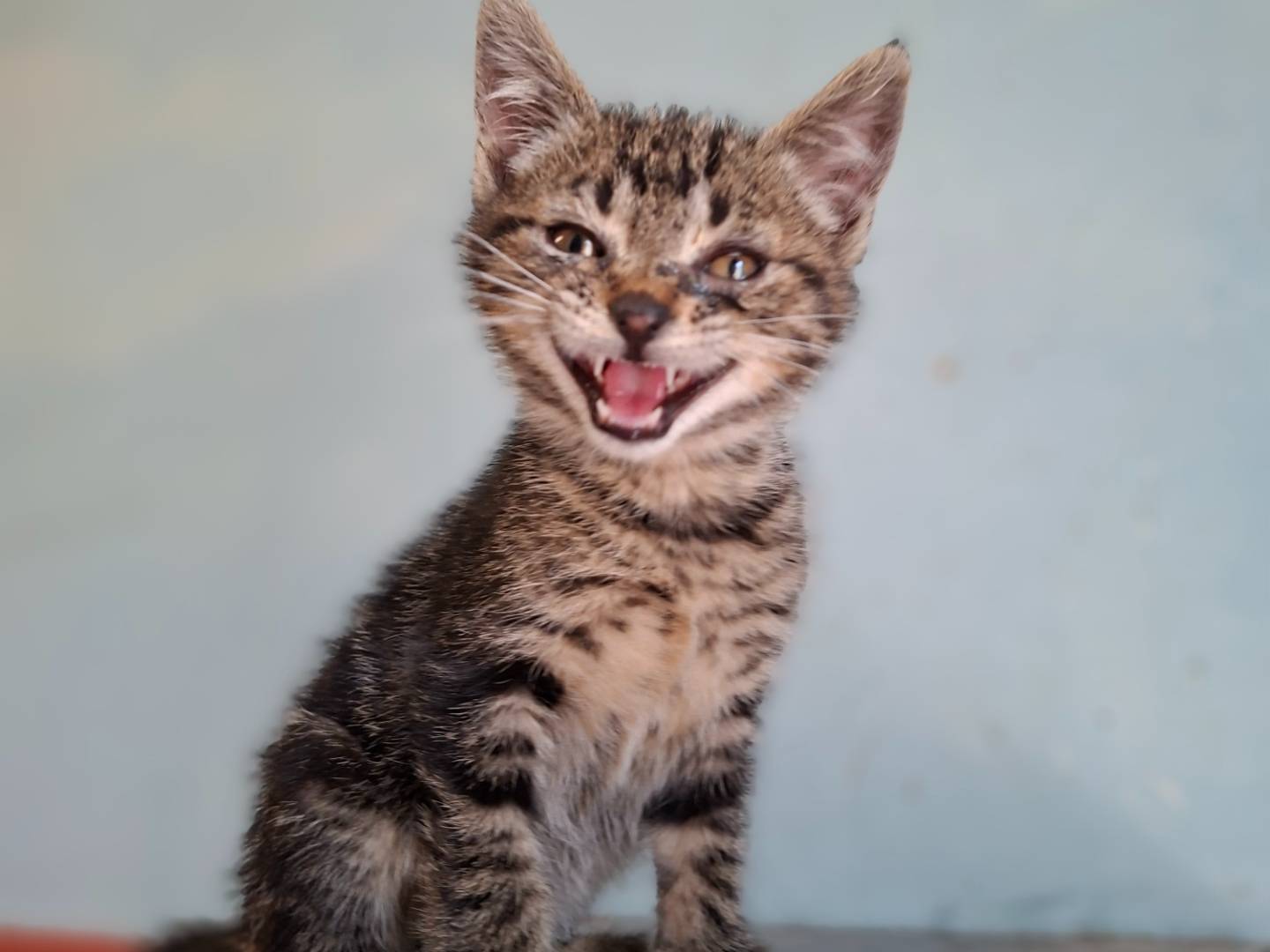 Adotta un gatto, maschio, 2 mesi, Asti