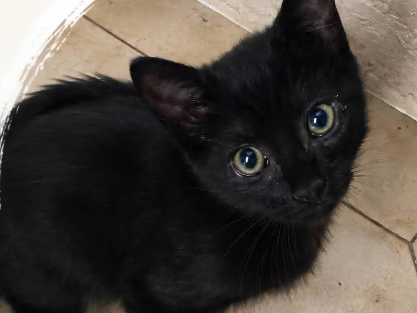 Adozione gatto, femmina, Razza sconosciuta Razza sconosciuta, 2 mesi, taglia non valida, Parma